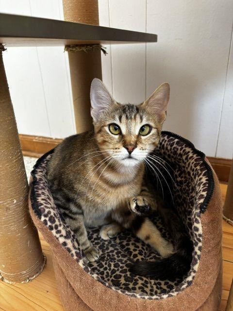 Enlarge Ariel, a Adoptable Domestic Short Hair in Lafayette, LA image 2/5