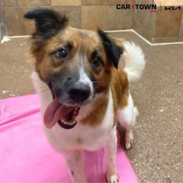June, a Adoptable mixed breed in Lexington, KY image 1/2