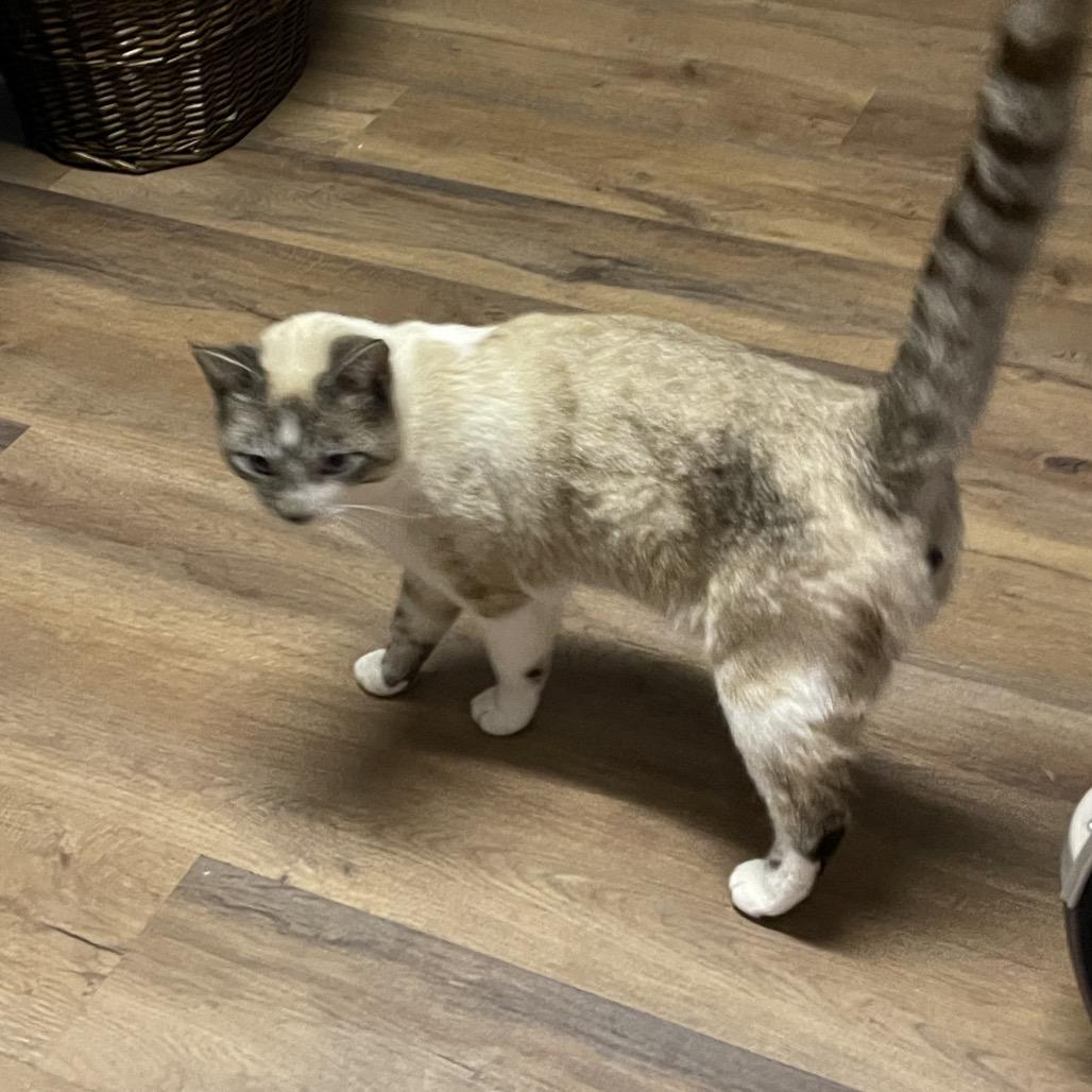 TOBY CAT