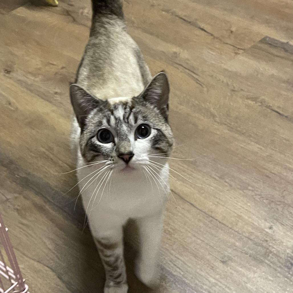 TOBY CAT