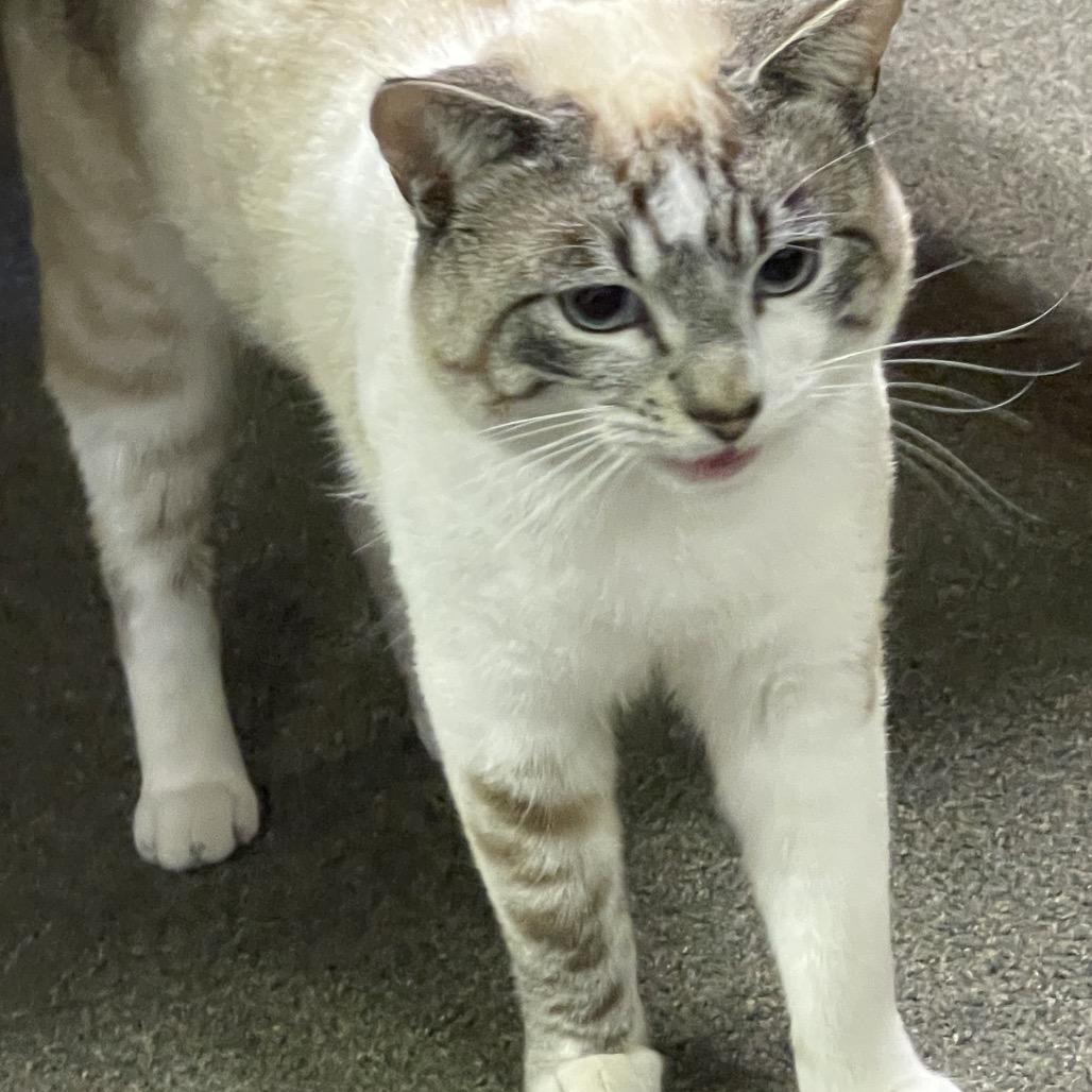 TOBY CAT