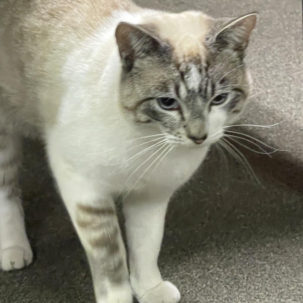 TOBY CAT