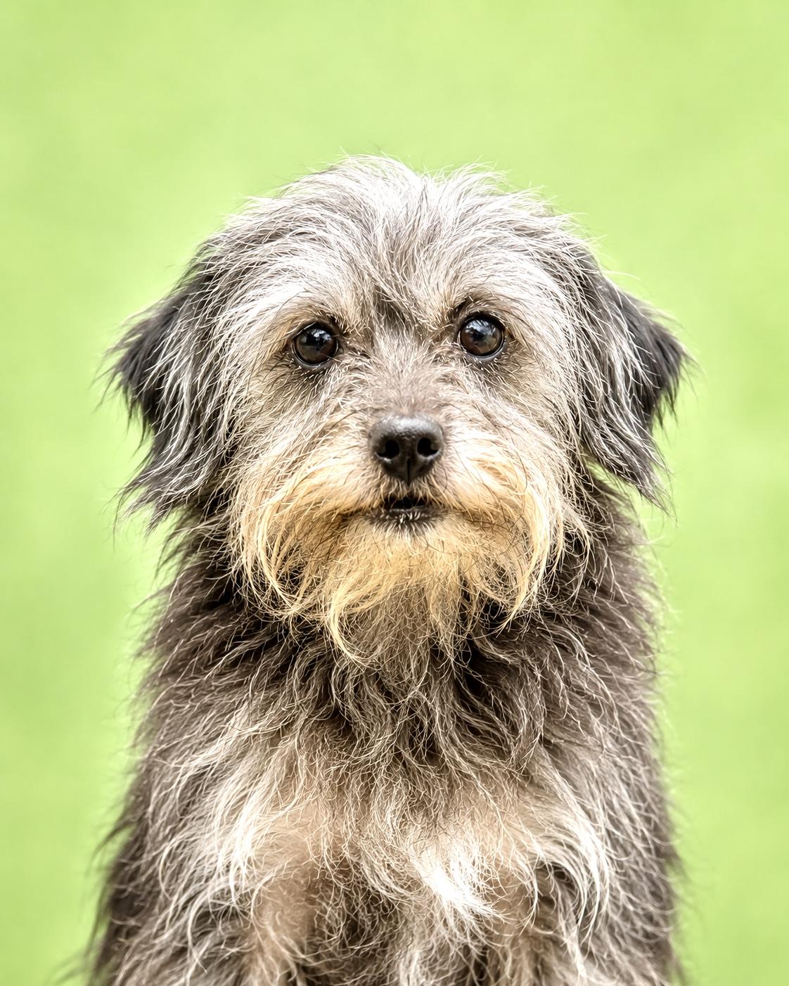 Enlarge Anastasia, a ADOPTABLE mixed breed in Bellevue, WA image 4/4