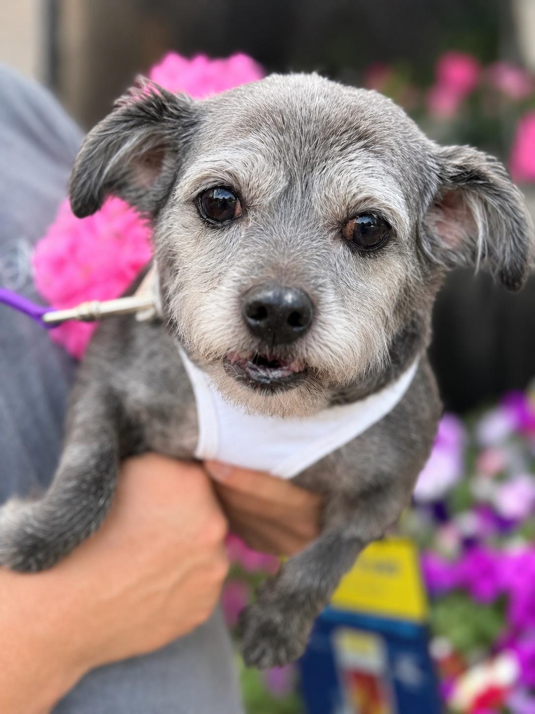 Anastasia, ADOPTABLE, Adult Female Chiweenie & Miniature Schnauzer.