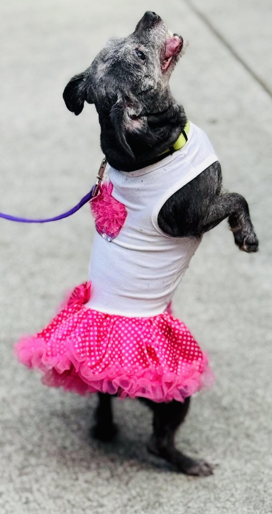 Enlarge Anastasia, a ADOPTABLE mixed breed in Bellevue, WA image 3/4