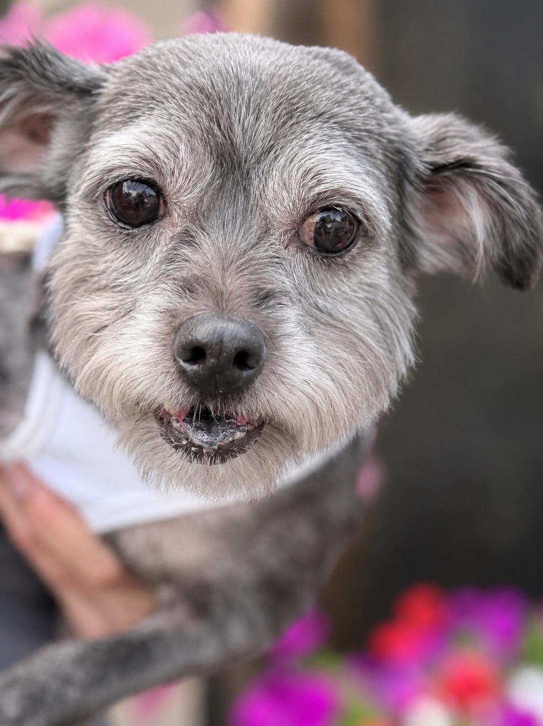 Enlarge Anastasia, a ADOPTABLE mixed breed in Bellevue, WA image 2/4