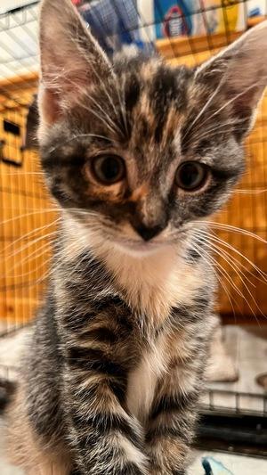 Enlarge Taffy, an adopted Calico in Peapack, NJ image 1/5