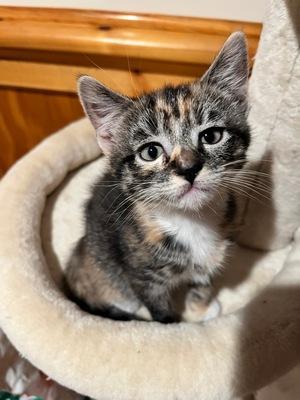 Enlarge Taffy, an adopted Calico in Peapack, NJ image 2/5