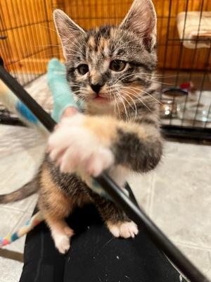 Enlarge Taffy, an adopted Calico in Peapack, NJ image 3/5