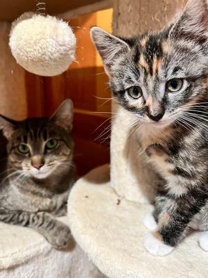 Enlarge Taffy, an adopted Calico in Peapack, NJ image 4/5