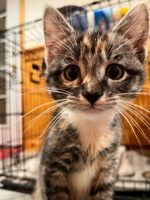 Enlarge Taffy, an adopted Calico in Peapack, NJ image 5/5