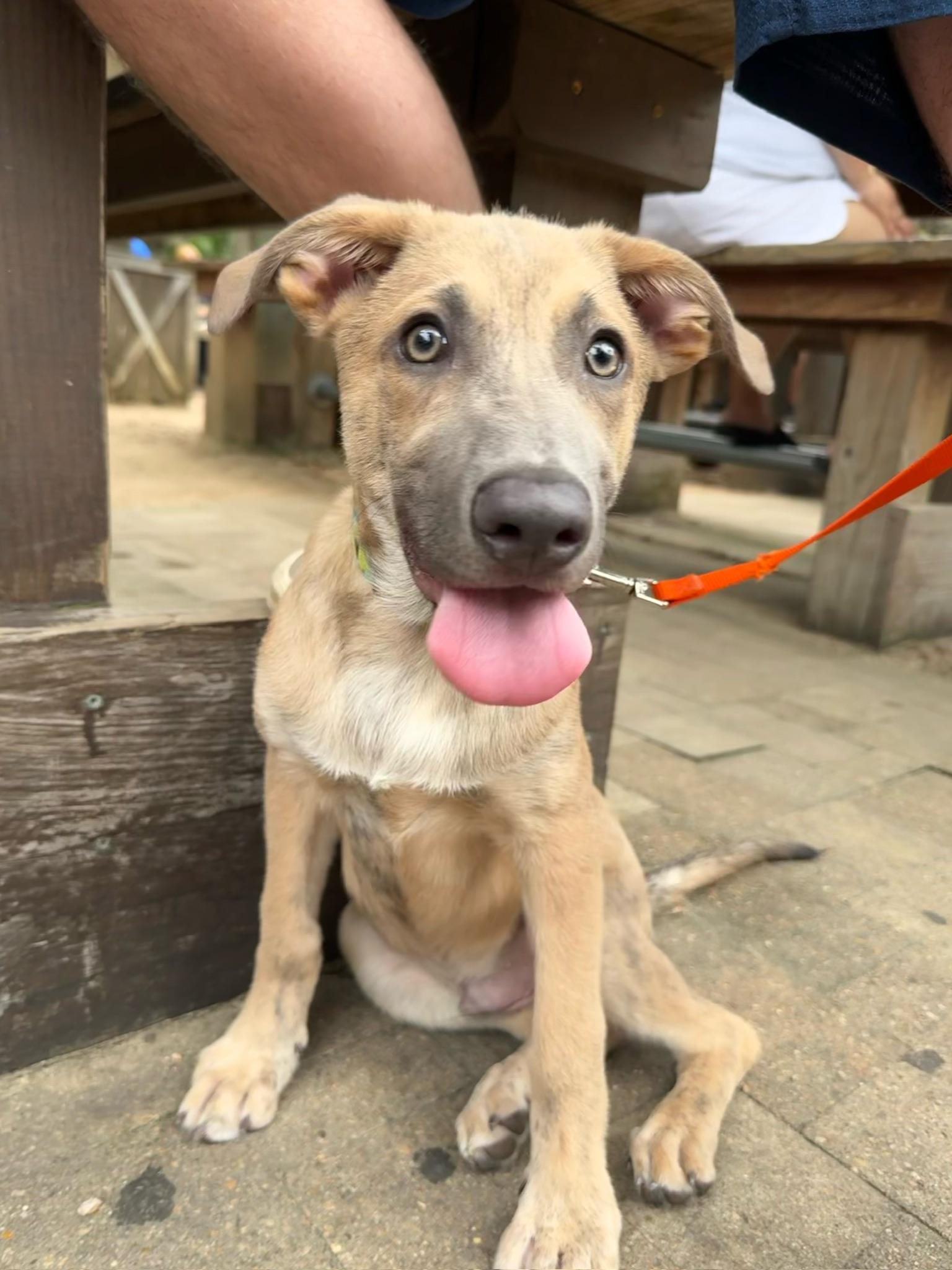 Don Quixote - The Snuggliest Little Dreamer Born in mid April 2025 and only 10lbs Don Quixote may 