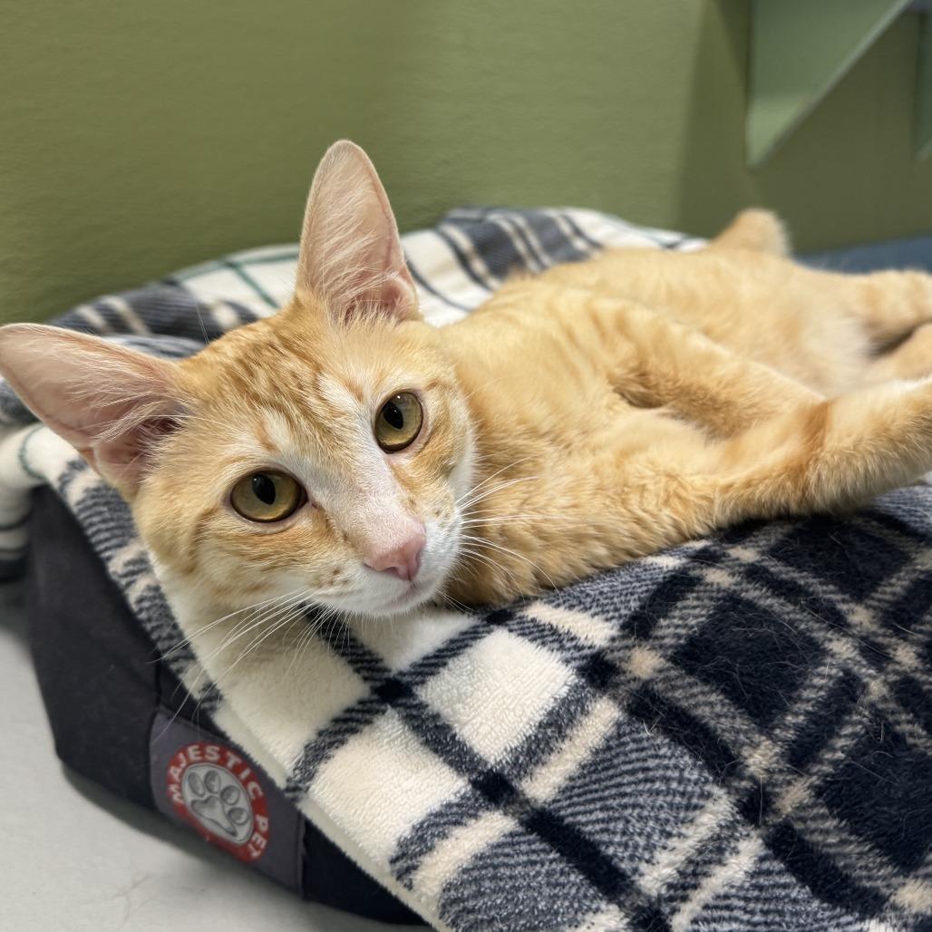 Mama Sunshine, Adoptable, Adult Female Domestic Short Hair.