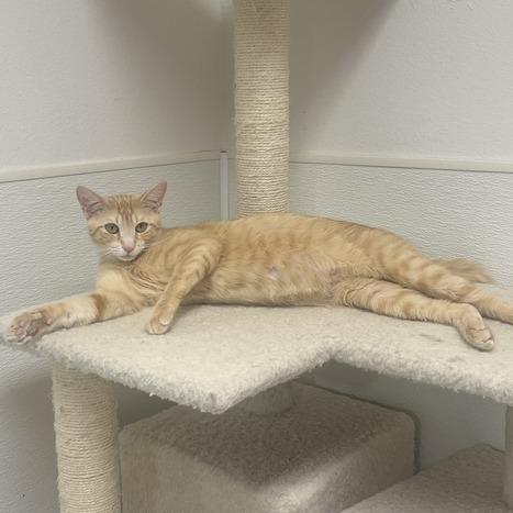 Enlarge Mama Sunshine, a Adoptable Domestic Short Hair in Driggs, ID image 2/6