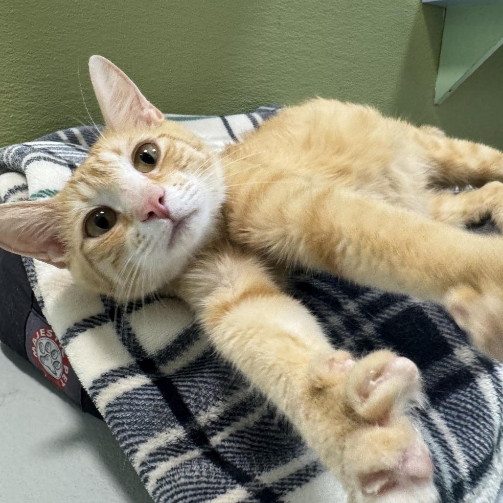 Enlarge Mama Sunshine, a Adoptable Domestic Short Hair in Driggs, ID image 3/6