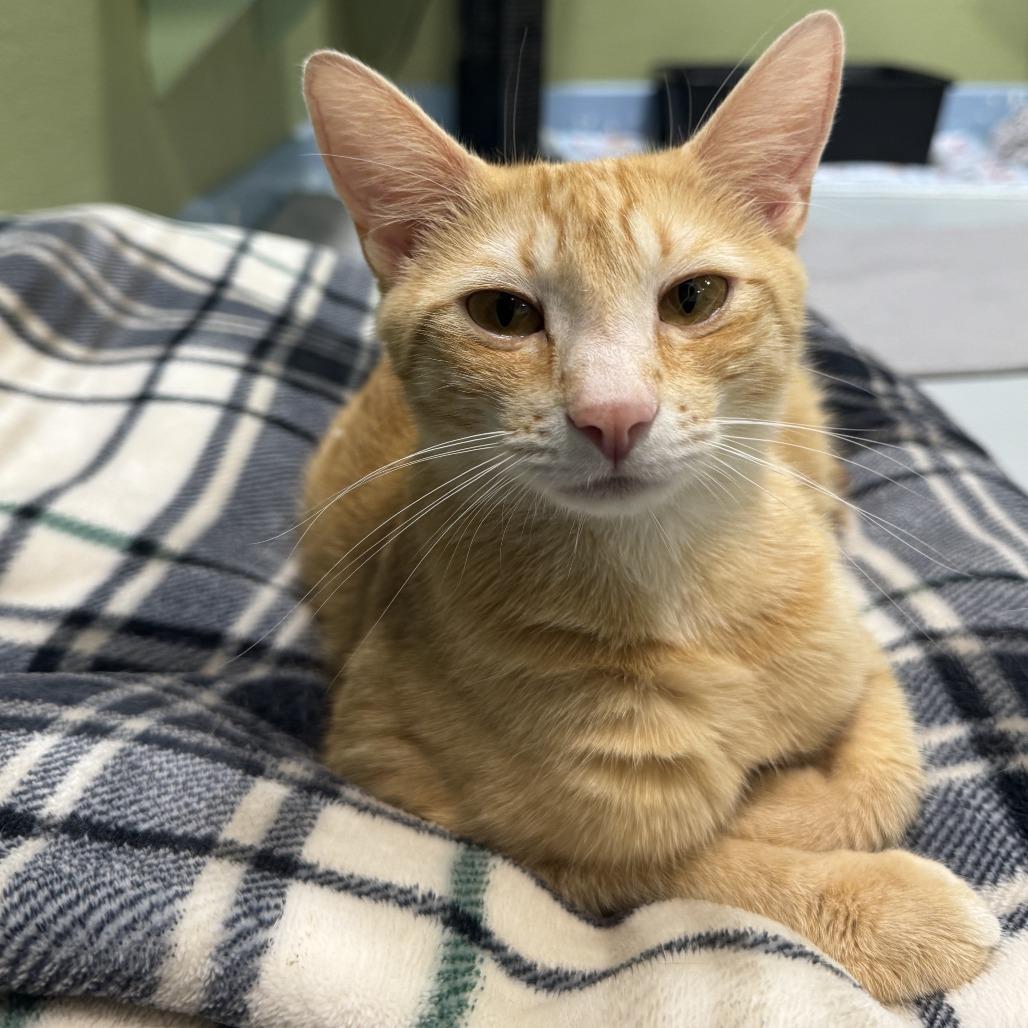 Enlarge Mama Sunshine, a Adoptable Domestic Short Hair in Driggs, ID image 4/6