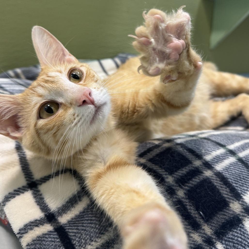 Enlarge Mama Sunshine, a Adoptable Domestic Short Hair in Driggs, ID image 5/6