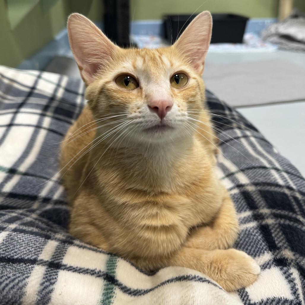 Enlarge Mama Sunshine, a Adoptable Domestic Short Hair in Driggs, ID image 6/6