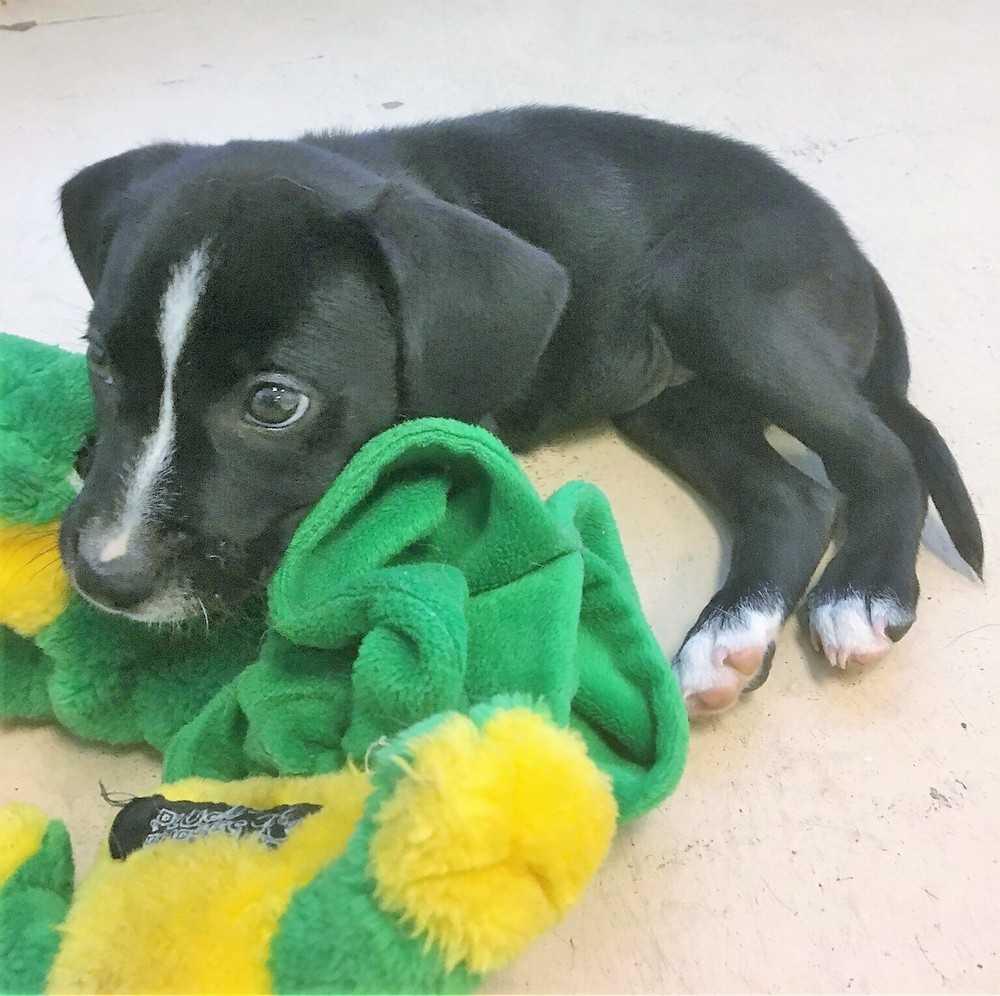 Charlotte, Adopted, Puppy Female Labrador Retriever.