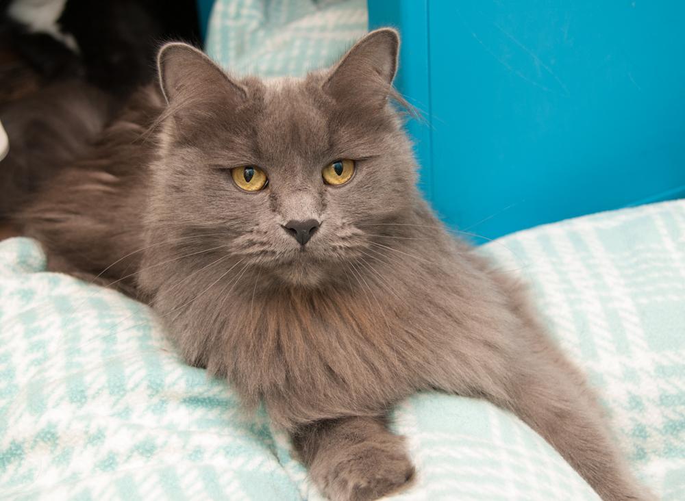 Enlarge Walter (gets adopted with Winnie), a Adoptable Domestic Long Hair in Westminster, CO image 2/2