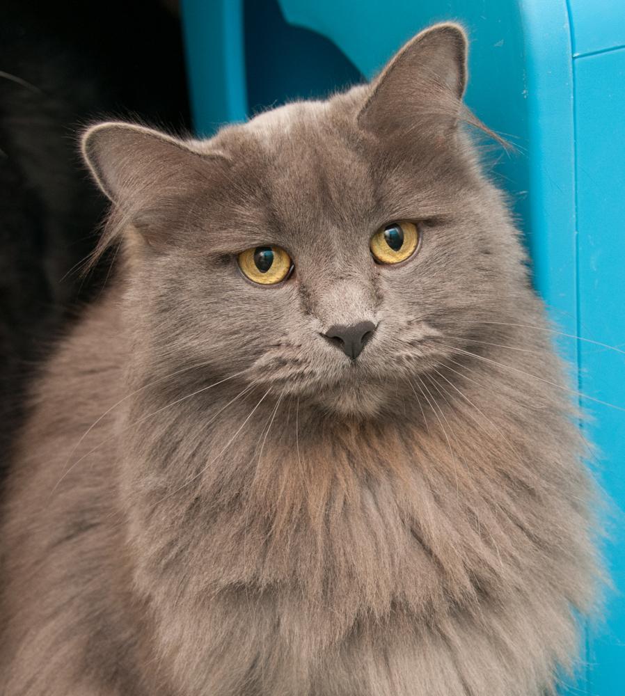 Enlarge Walter (gets adopted with Winnie), a Adoptable Domestic Long Hair in Westminster, CO image 1/2