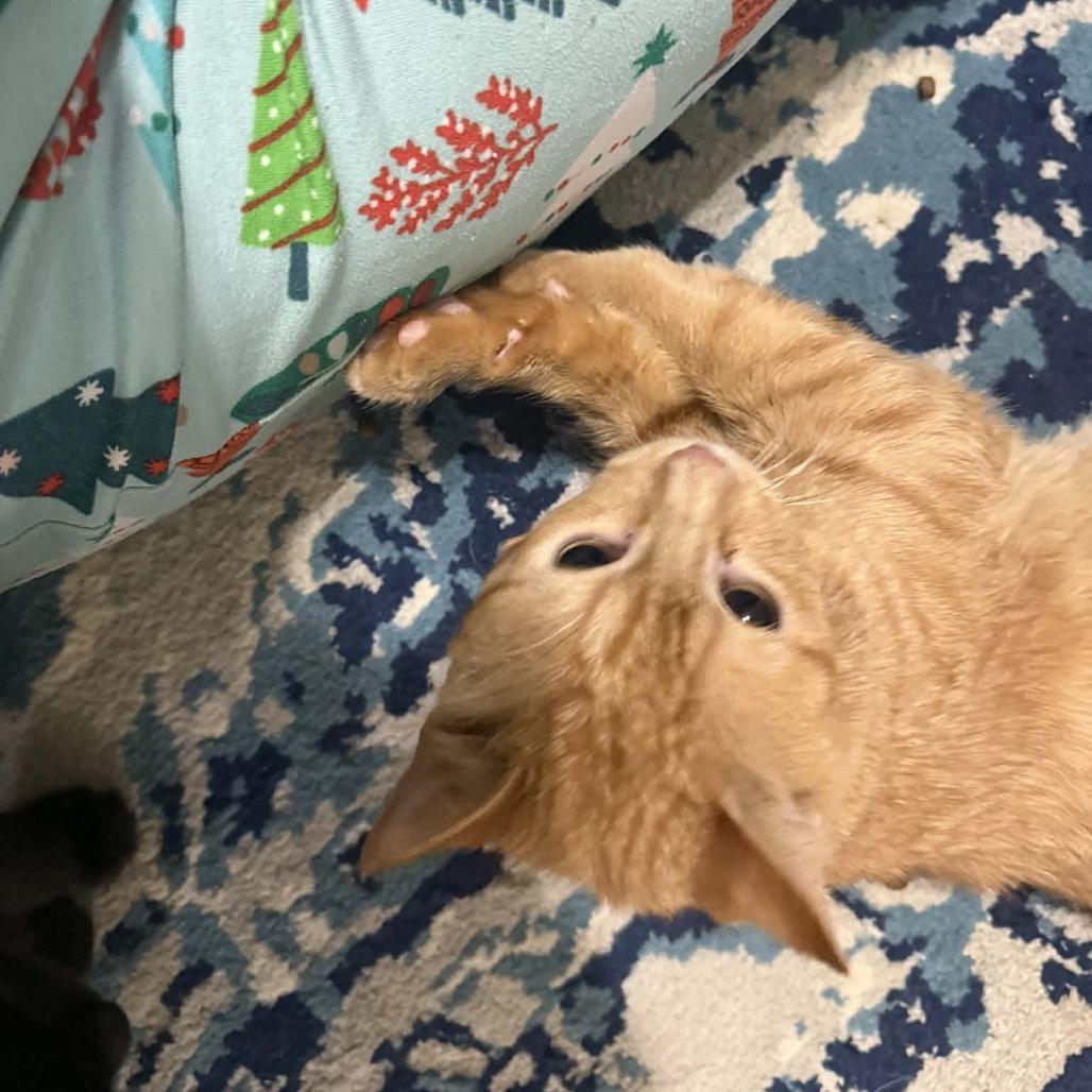 Tavuk Carter — thumbnail 2