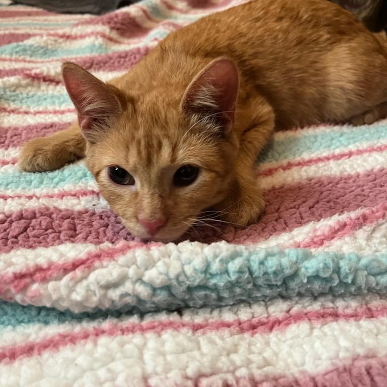 Tavuk Carter — thumbnail 3