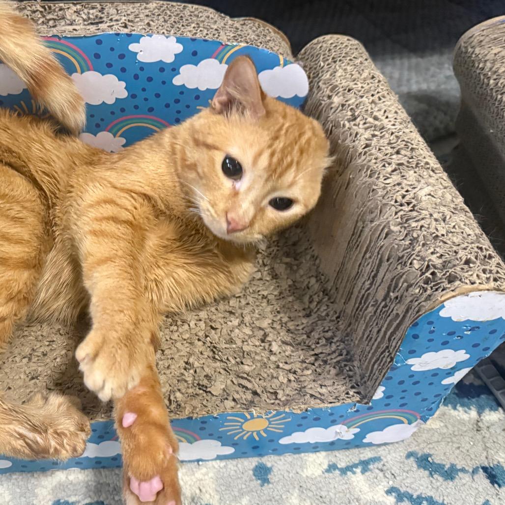 Tavuk Carter — thumbnail 4