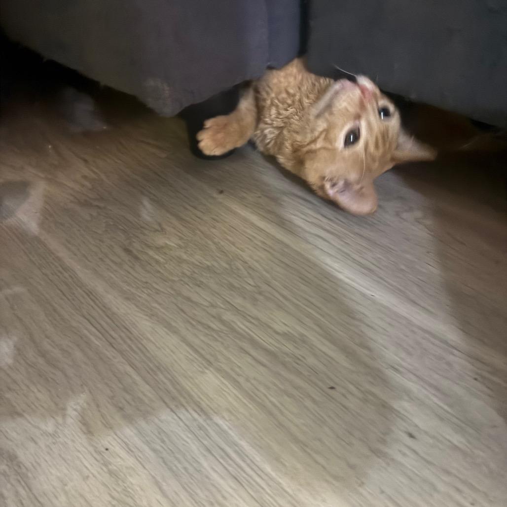 Tavuk Carter — thumbnail 6