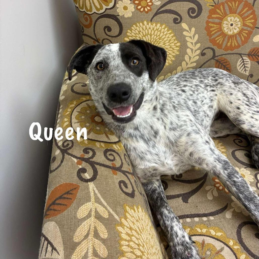 Queen, Adoptable, Young Female Australian Cattle Dog / Blue Heeler & Labrador Retriever.