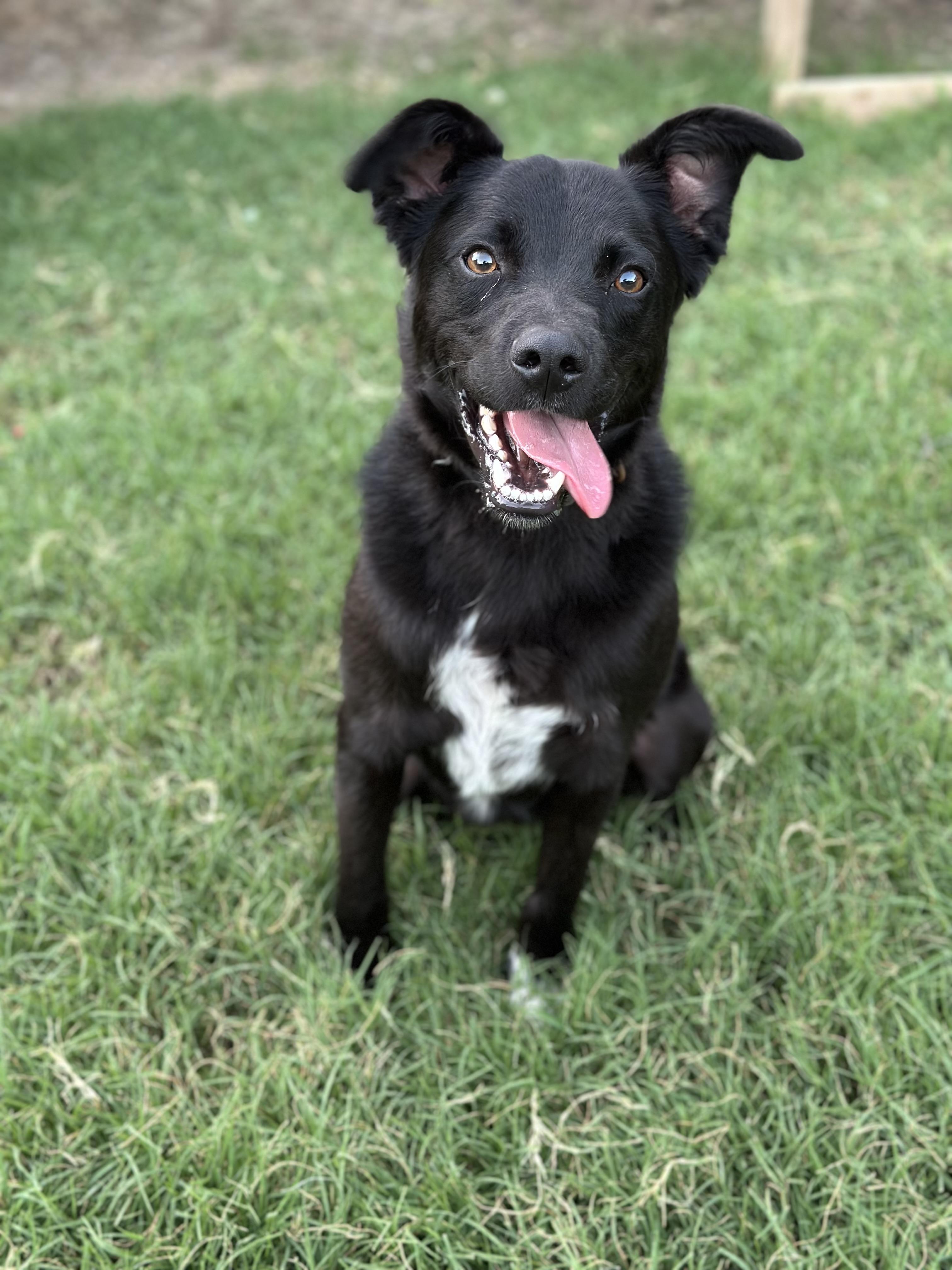 Cosmo, Young Male Cattle Dog