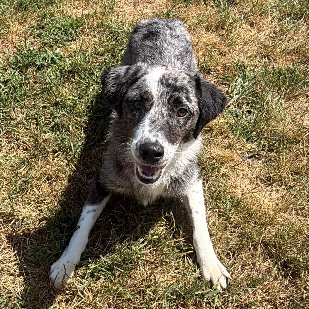 Nubs, Adoptable, Adult Female Australian Shepherd & Mixed Breed.