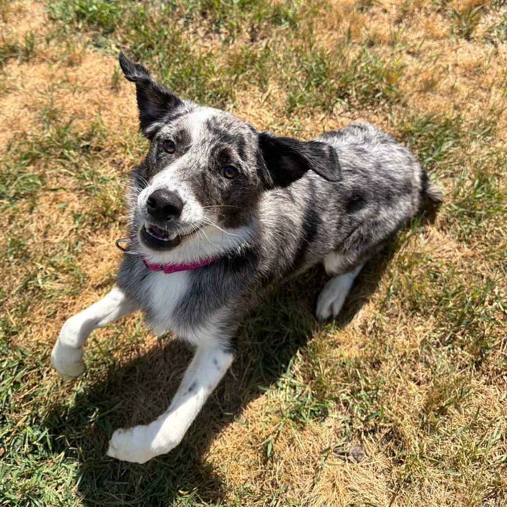 Nubs, a Adoptable mixed breed in Wadena, MN image 2/5