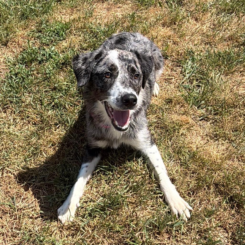 Nubs, a Adoptable mixed breed in Wadena, MN image 3/5