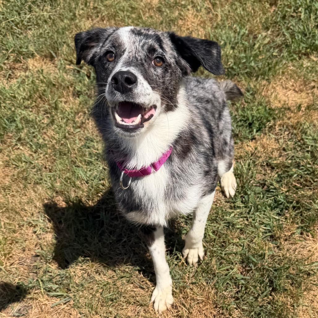 Nubs, a Adoptable mixed breed in Wadena, MN image 4/5