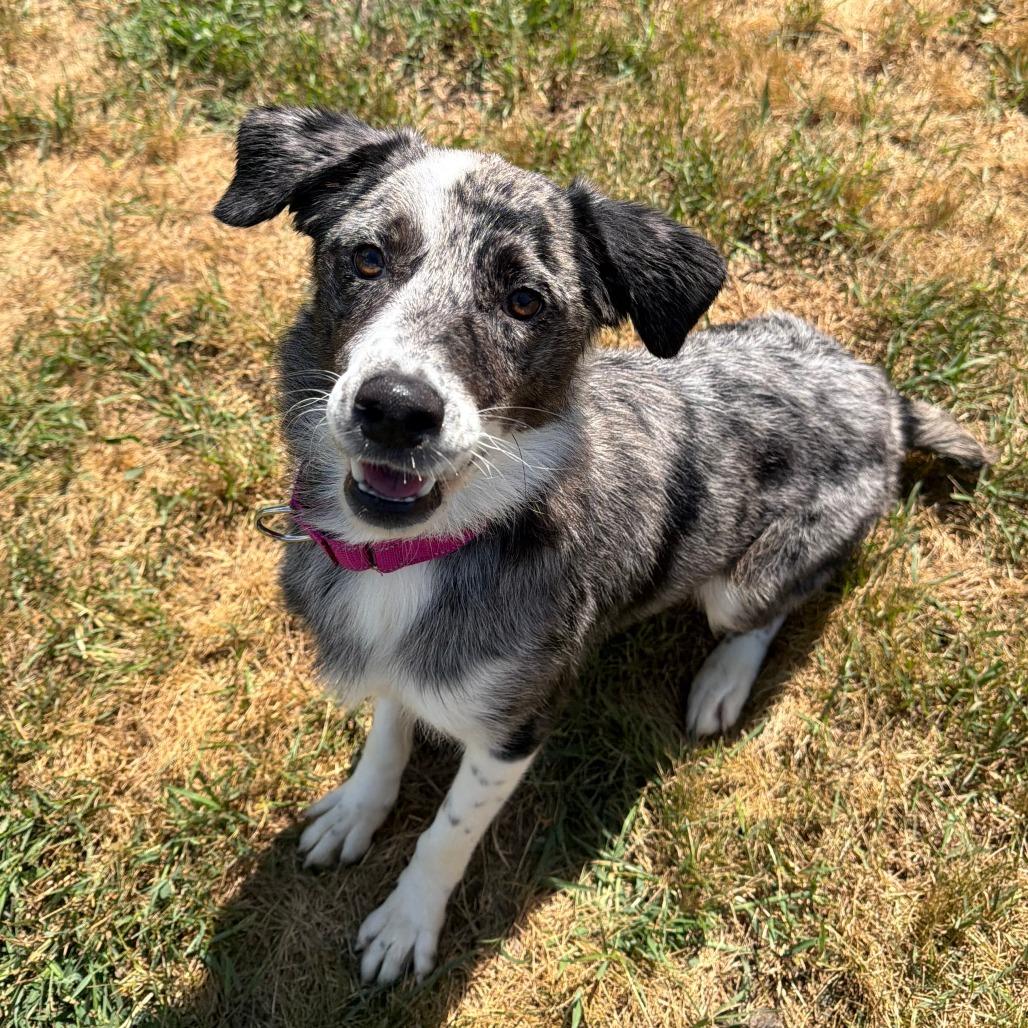 Nubs, a Adoptable mixed breed in Wadena, MN image 5/5