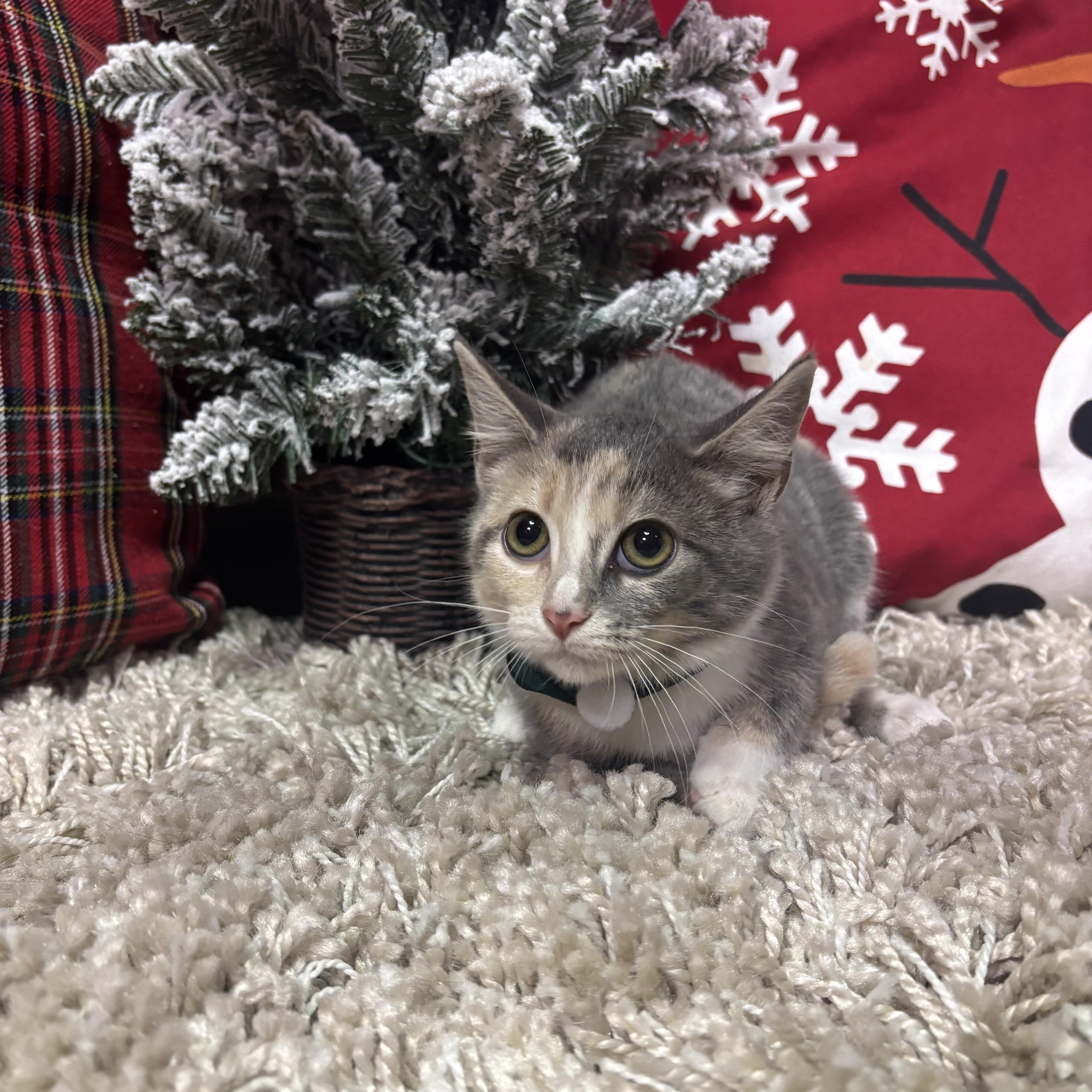 DeVille, ADOPTABLE, Kitten Female American Shorthair.