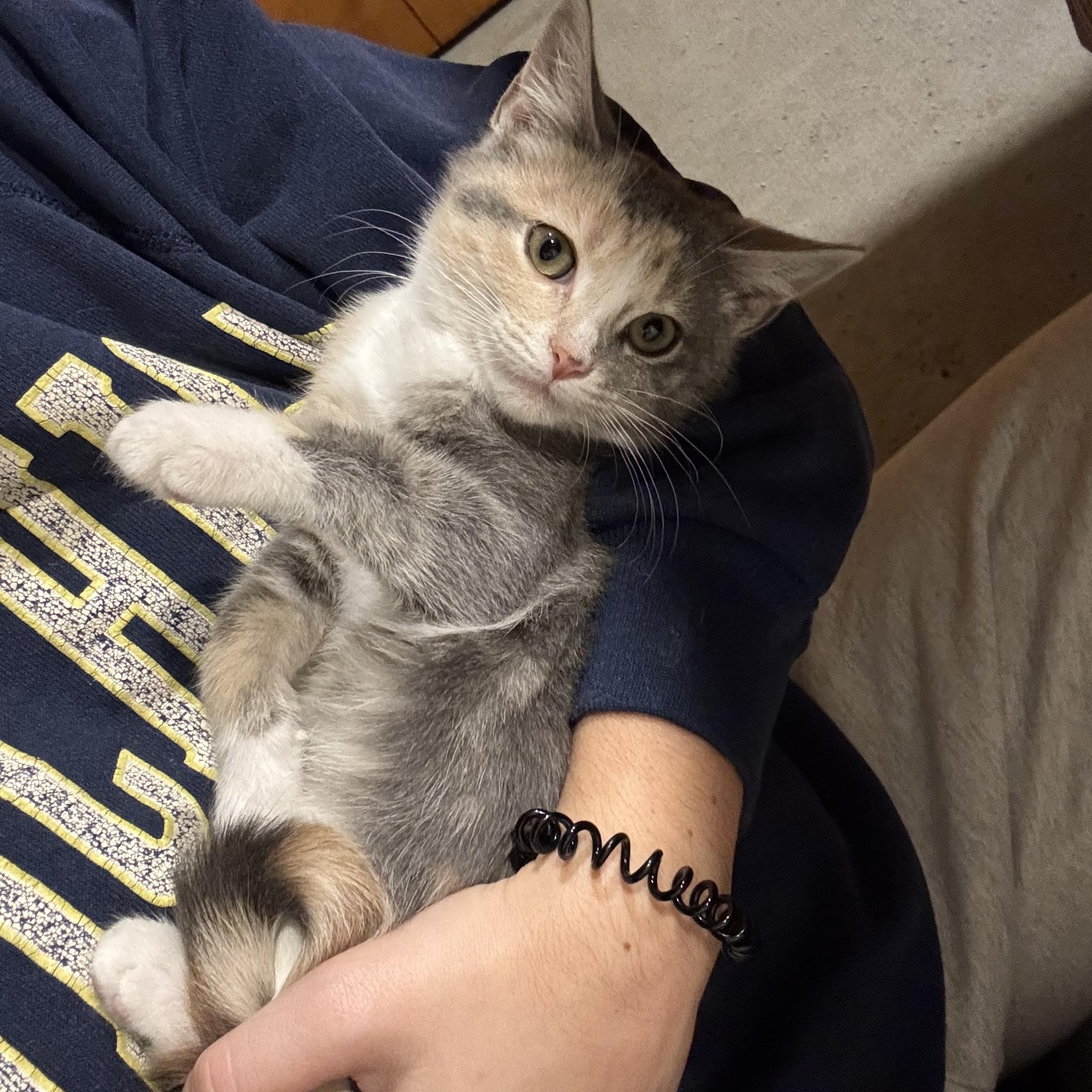 Enlarge DeVille, a ADOPTABLE American Shorthair in Brookville, PA image 2/3