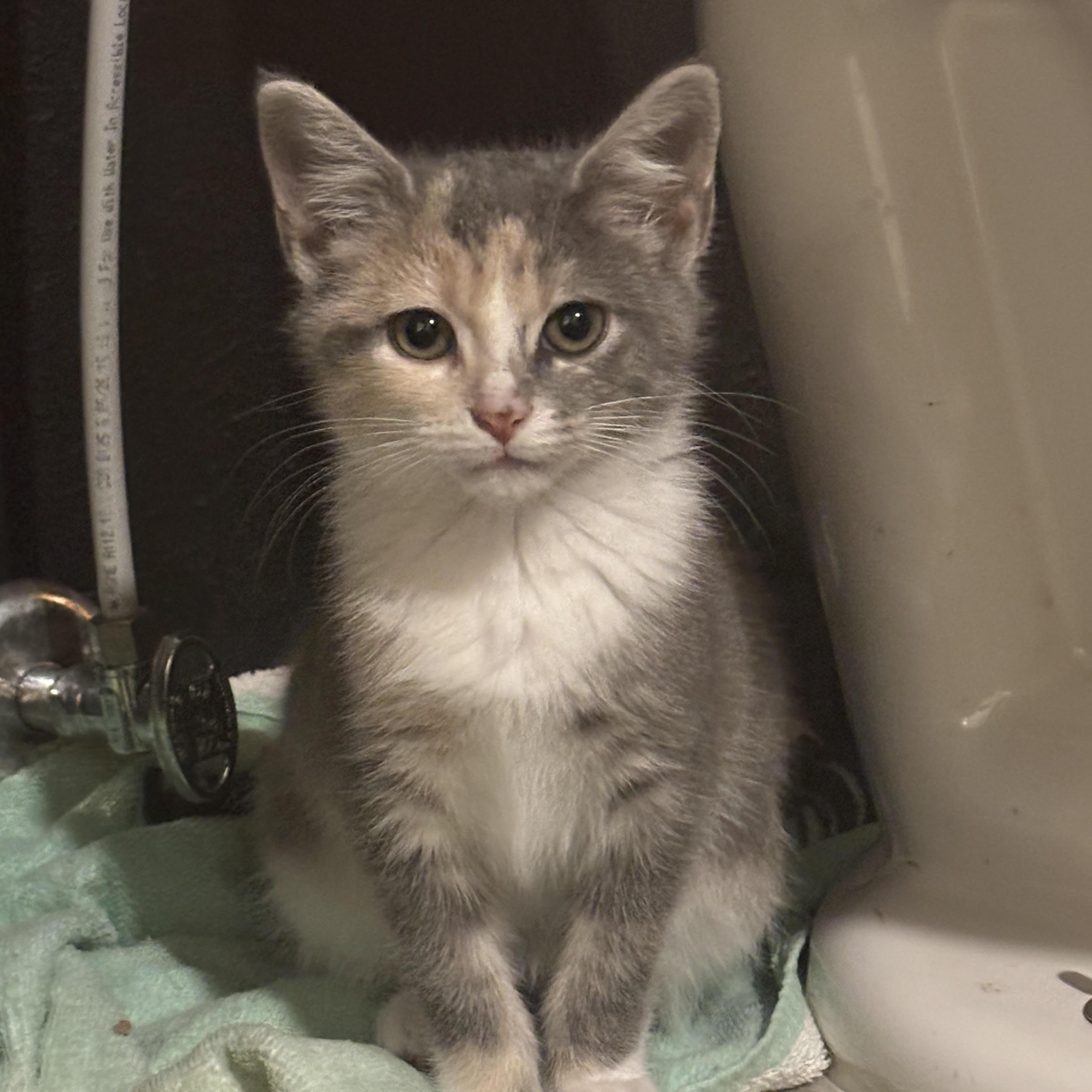Enlarge DeVille, a ADOPTABLE American Shorthair in Brookville, PA image 3/3