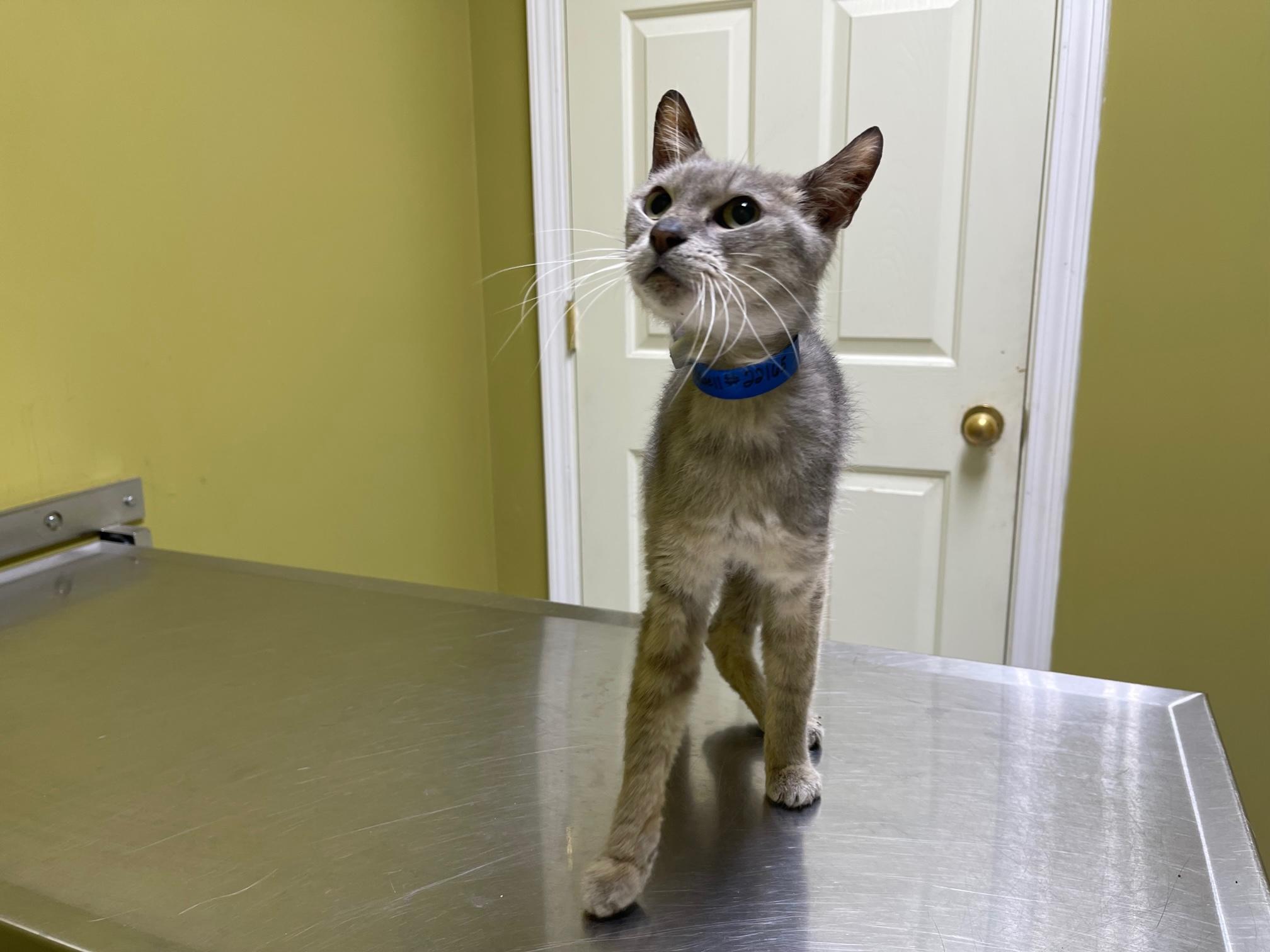 Maxwell, a Adoptable Domestic Short Hair in Columbia, KY image 3/4