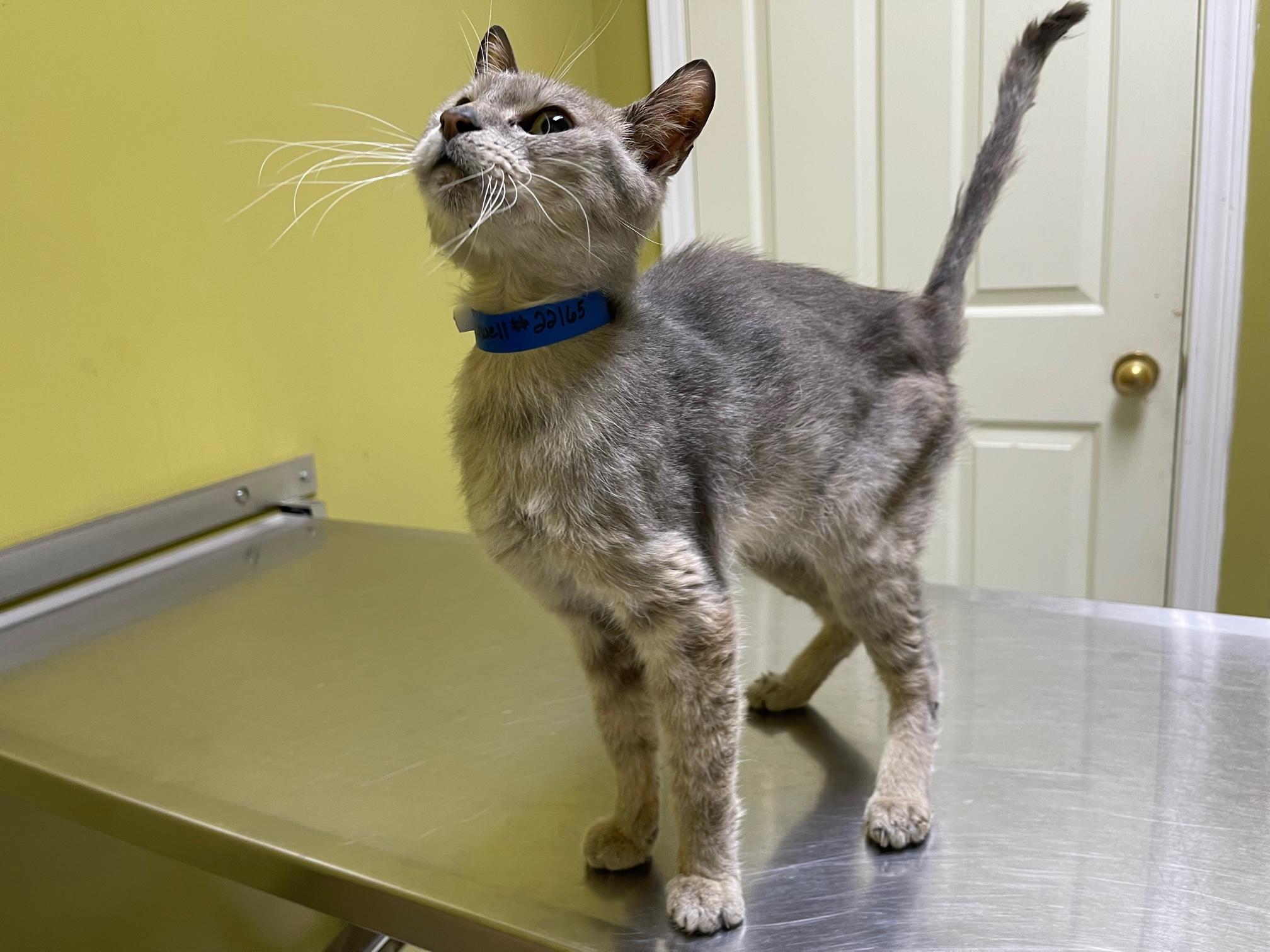 Maxwell, a Adoptable Domestic Short Hair in Columbia, KY image 2/4