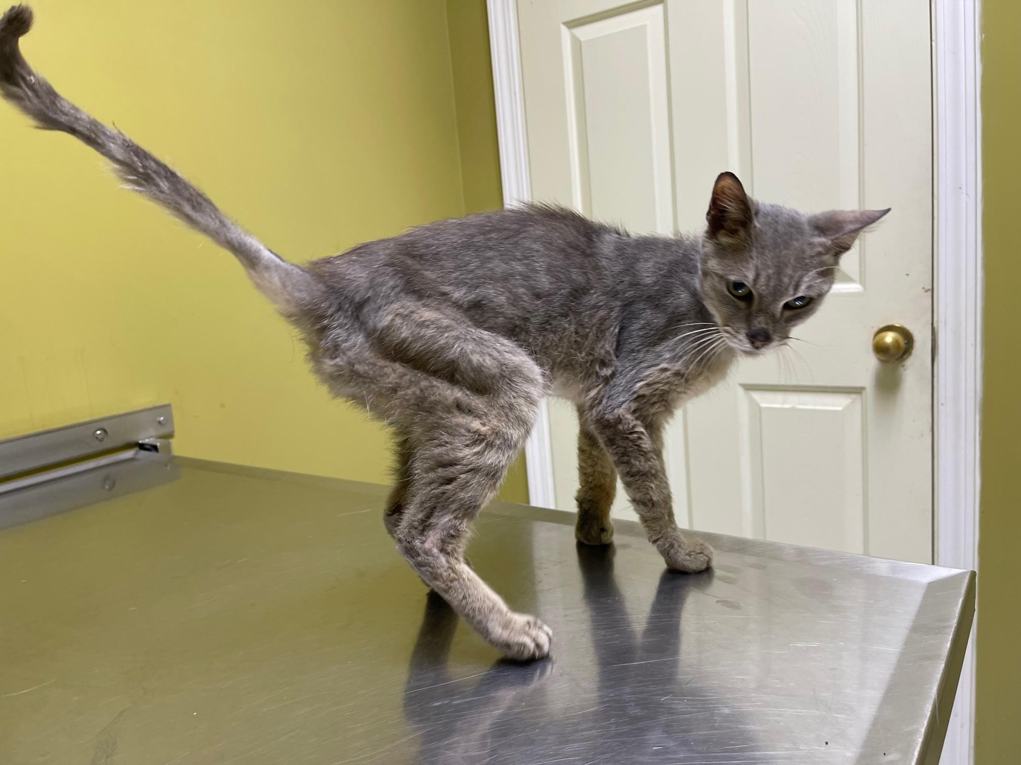 Maxwell, a Adoptable Domestic Short Hair in Columbia, KY image 4/4