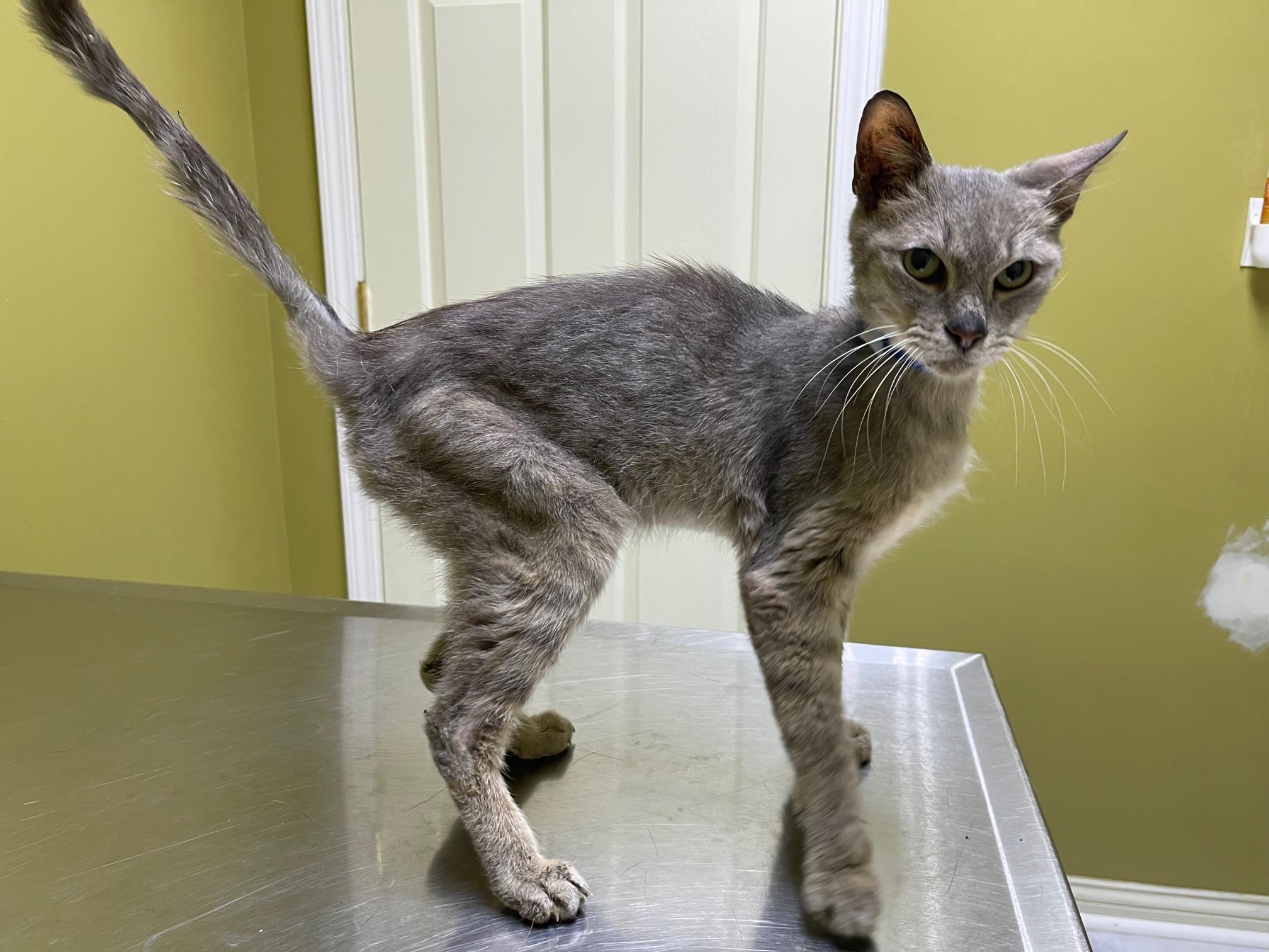 Maxwell, Adoptable, Senior Male Domestic Short Hair.