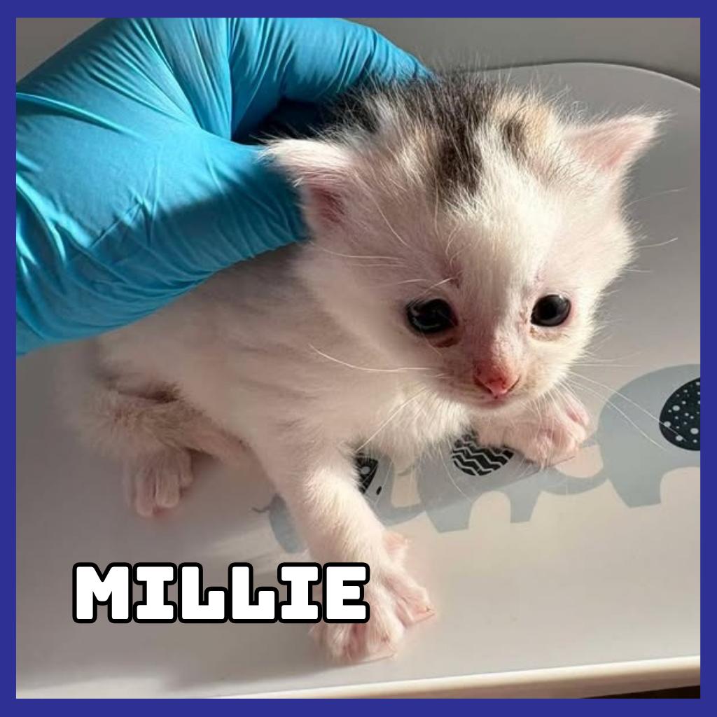 Millie, Adoptable, Kitten Female Domestic Medium Hair.