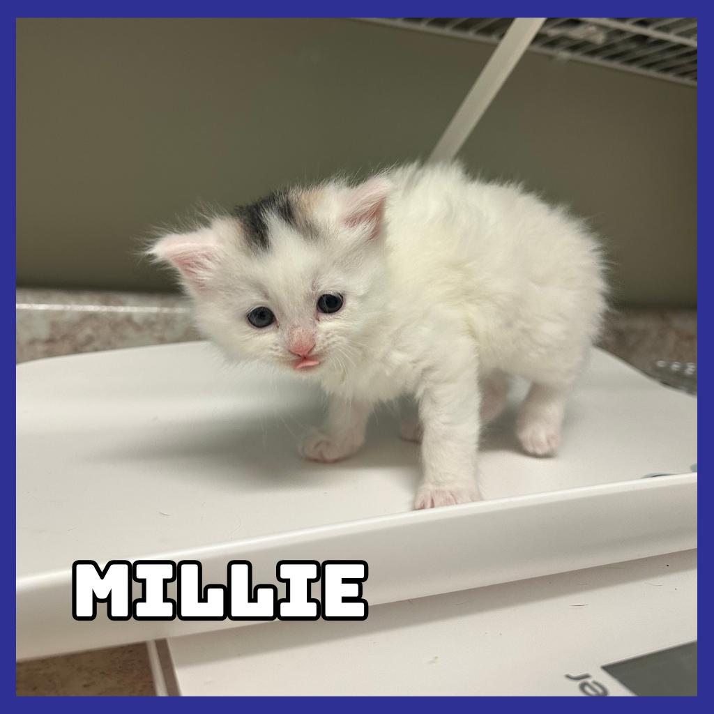 Enlarge Millie, a Adoptable Domestic Medium Hair in Glenwood, MN image 3/3