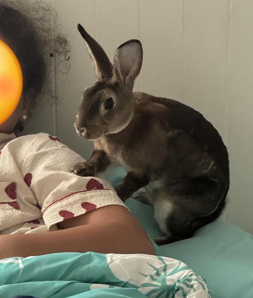 Hazael, Adoptable, Baby Male Rex.