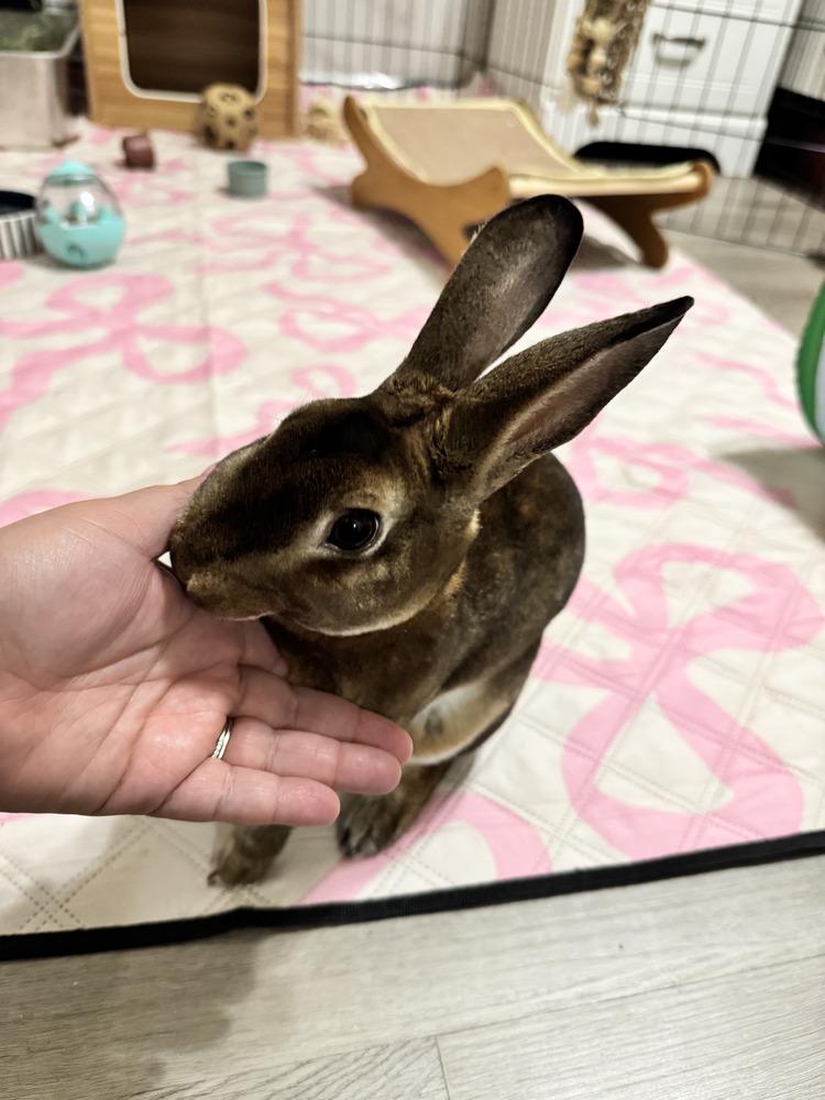 Enlarge Hazael, a Adoptable Rex in Melbourne, FL image 2/5