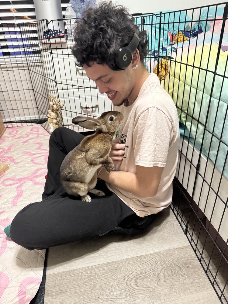 Enlarge Hazael, a Adoptable Rex in Melbourne, FL image 3/5