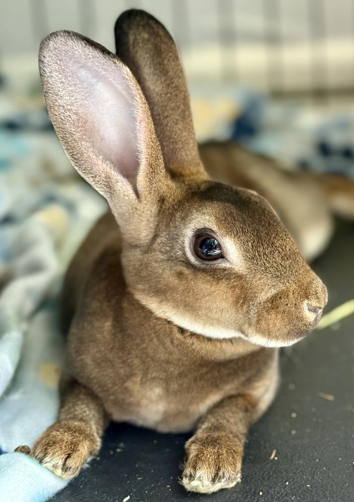 Enlarge Hazael, a Adoptable Rex in Melbourne, FL image 5/5