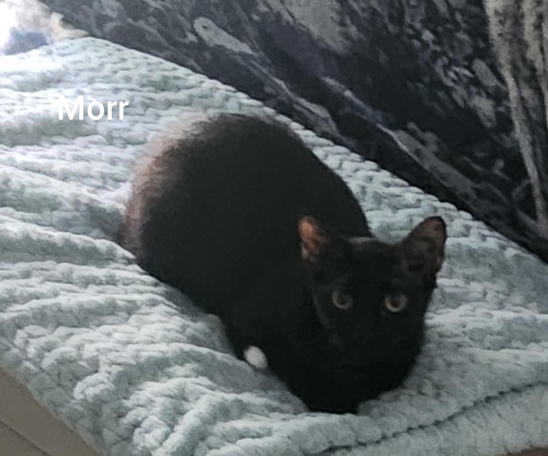 Morrigan (Orlando Fl), Adoptable, Young Female American Shorthair.